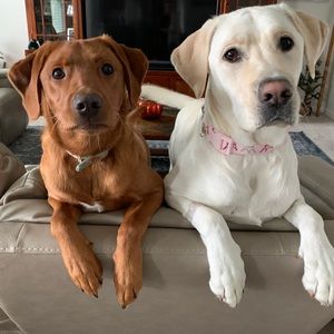 Meet your Posher, Tara